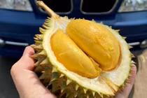 Sầu riêng tí hon Thái Lan đổ bộ chợ Việt