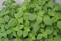 Loại rau dân dã tốt hơn cả tía tô, là kháng sinh tự nhiên