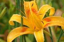 Bước sang tháng 2, tiền sẽ ùn ùn kéo đến với những chòm sao này