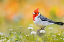 Sinh tháng Âm lịch này không bon chen, sống an nhàn