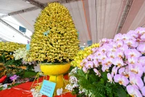 Chậu lan hồ điệp giá gần 1 tỷ đồng sát Tết chưa tìm được chủ mới