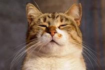 Những cuốn sách giúp 'giải mã' mèo cưng đáng đọc