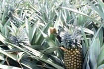 Phần bỏ đi của cây dứa là đặc sản hiếm bán tiền triệu