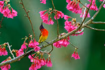 Tràn đầy lạc quan, người sinh ngày Âm lịch này cả đời may mắn