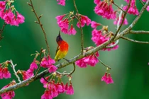 Tràn đầy lạc quan, người sinh ngày Âm lịch này cả đời may mắn