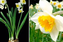 4 loại cây đẹp mắt nhưng phạm phong thủy