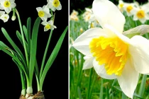 4 loại cây đẹp mắt nhưng phạm phong thủy