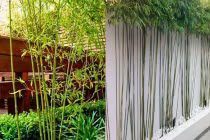 Vì sao các vị đại gia thích trồng tre trúc trước cửa nhà?