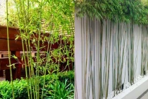 Vì sao các vị đại gia thích trồng tre trúc trước cửa nhà?