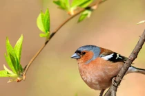 Sinh thời điểm Âm lịch này vận may dồn dập