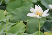 3 con giáp nữ mang số mệnh phượng hoàng