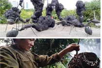 2 “dị nhân” Việt hốt bạc nhờ nghề lạ