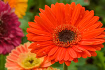 8 ngày sắp tới, 3 con giáp phát huy tài năng, rộng đường thăng tiến