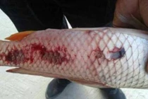 3 loại cá chứa nhiều ký sinh trùng nhất