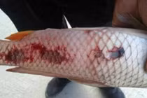 3 loại cá chứa nhiều ký sinh trùng nhất