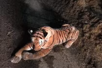 Cảnh sát Scotland đối đầu hổ dữ 45 phút