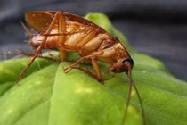 Tại sao nhiều con gián dẫm lên cũng không chết?