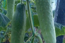 Dưa chuột tuy tốt nhưng không thể ăn cùng thứ này