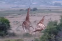 Sư tử đoạt mạng hươu cao cổ trong chớp mắt