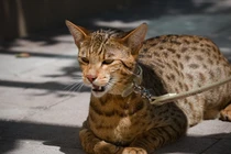 Loài mèo từ phòng thí nghiệm, giá lên đến hàng tỷ đồng/con