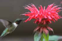 Cưới quý cô sinh ngày Âm lịch này như rước Thần Tài về nhà