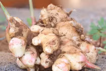 4 loại củ cực bổ dưỡng khi mọc mầm, vứt đi chỉ có tiếc hùi hụi