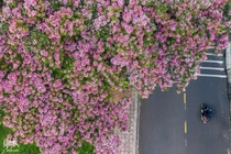 Đà Lạt mùa hè vẫn 'đẹp rụng rời' bởi màu sắc của hoa phượng hồng