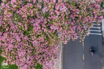 Đà Lạt mùa hè vẫn 'đẹp rụng rời' bởi màu sắc của hoa phượng hồng