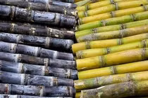 Loại mía nào nhiều dinh dưỡng nhất, loại nào chỉ để uống không để ăn?