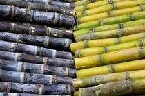 Loại mía nào nhiều dinh dưỡng nhất, loại nào chỉ để uống không để ăn?