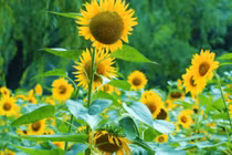 Dấu hiệu phong thủy nhà bạn bị hỏng