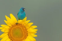 Ai sinh tháng Âm lịch này tài không đợi tuổi, tiền bạc sung túc