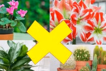 Trong nhà trồng 4 loại cây này: Vợ chồng suốt ngày khắc khẩu, Thần Tài chạy xa