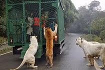 Vườn thú kỳ lạ ở Trung Quốc: Nơi người bị nhốt, vật chạy rông