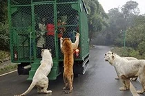 Vườn thú kỳ lạ ở Trung Quốc: Nơi người bị nhốt, vật chạy rông