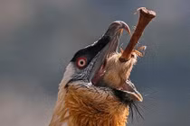 Lạ lùng loài chim khổng lồ, có cả chòm râu dưới cằm