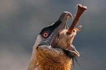 Lạ lùng loài chim khổng lồ, có cả chòm râu dưới cằm