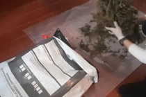 Bất ngờ phát hiện cần sa chất đầy trong chuồng bò