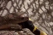 Video: Rắn hổ mang lạnh lùng kết liễu con mồi