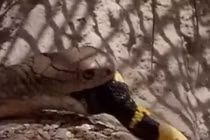 Video: Rắn hổ mang lạnh lùng kết liễu con mồi