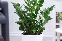 Cây Kim Tiền đặt đúng vị trí này trong nhà mới chuẩn phong thủy