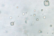 Xác ướp 830 triệu năm chỉ ra nơi sinh vật sao Hỏa trú ẩn