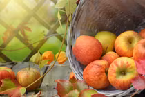 Vì sao nhiều người chọn loại quả này để ăn vào mùa đông?