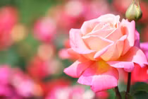 Từ tháng 9, 3 con giáp hợp vía Thần Tài, làm ăn phát đạt