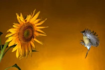 Ai sinh tháng Âm lịch này không quá thông minh nhưng chăm chỉ