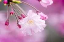 Sinh vào 5 ngày Âm lịch này, tốt bụng lại lạc quan