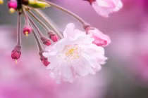 Sinh vào 5 ngày Âm lịch này, tốt bụng lại lạc quan