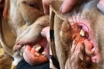 Trên tai chú chó có những cục màu vàng, nhìn kỹ lại sợ toát mồ hôi hột