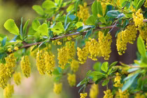 Người sinh tháng Âm lịch này sống siêng năng, nhận nhiều phúc