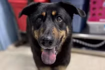 Xôn xao chuyện chó bị chủ bỏ rơi vì 'quan hệ đồng tính' 